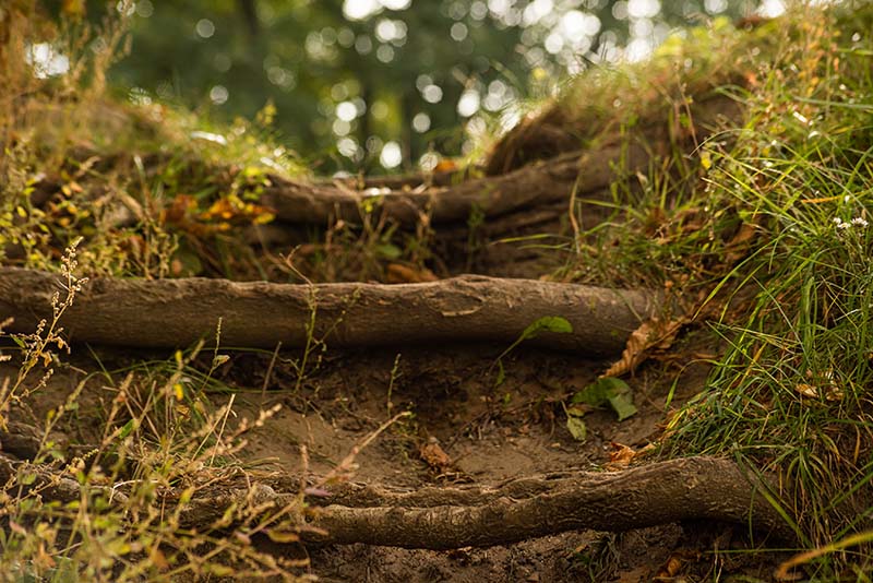 Can Tree Roots Harm a Foundation?